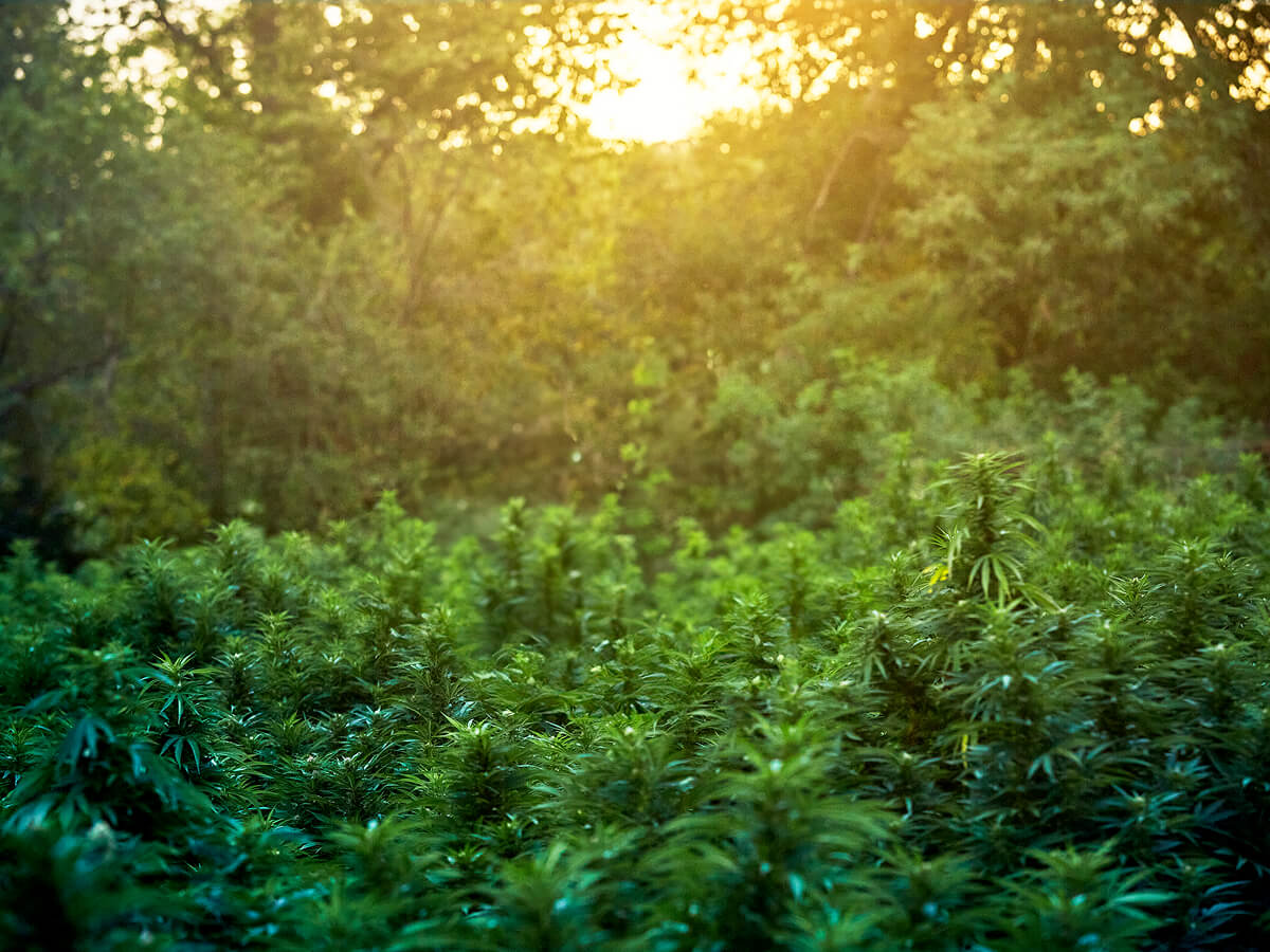 medical cannabis, medical marijuana, cannabis plants
