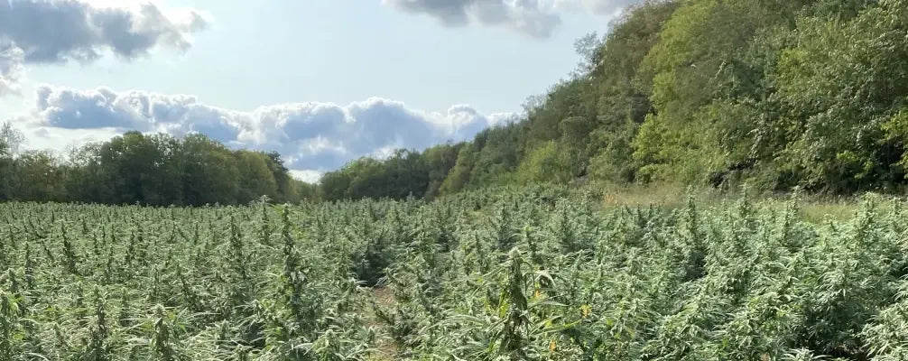 what does cbd stand for