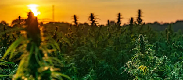 CBD products make you high feel high