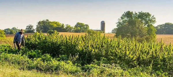 CBDa vs CBD – Cornbread Hemp®