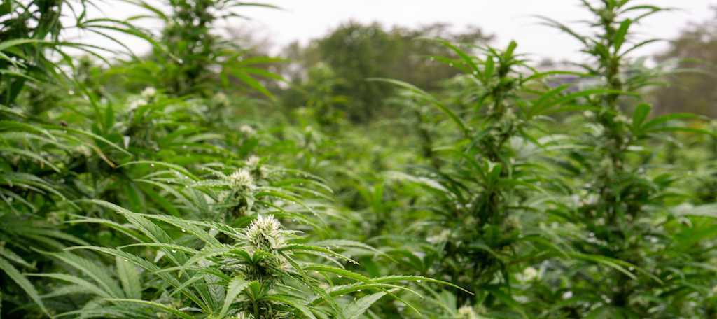 cbd vs cbg