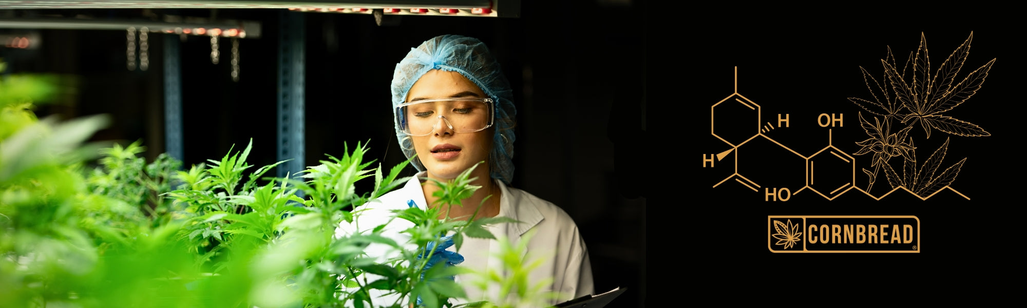  does cbd show up on a drug test
