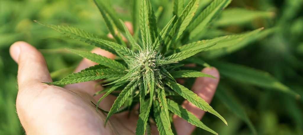 is cbd legal in nebraska