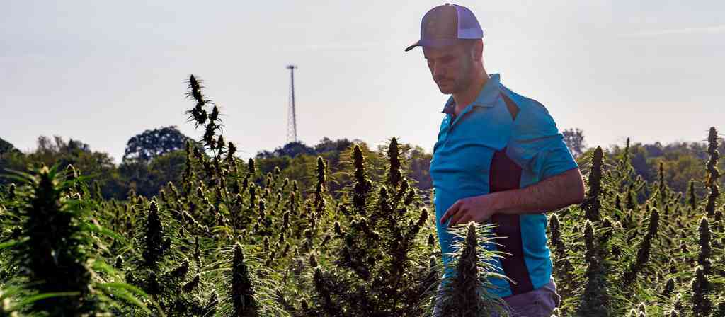 what are terpenes