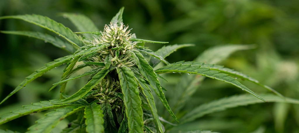 what is thc