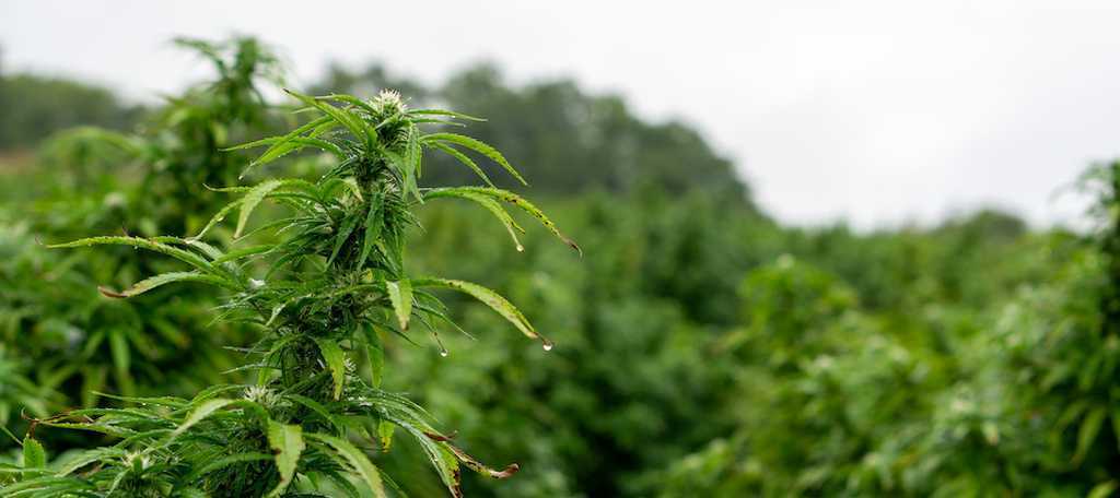 is cbd legal in california