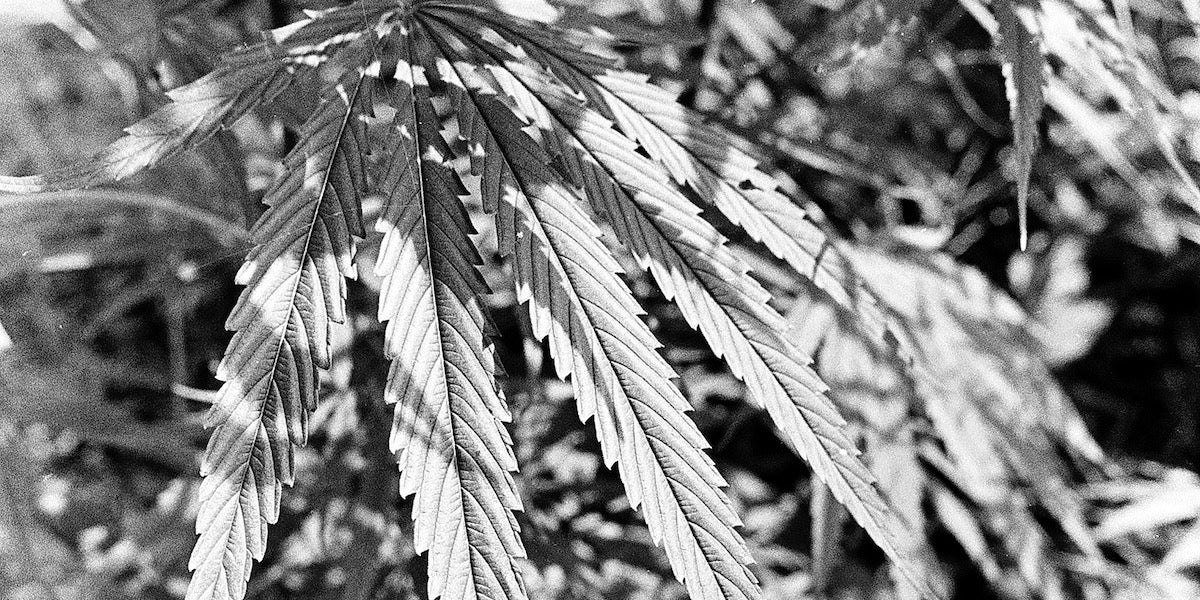 history of the endocannabinoid system