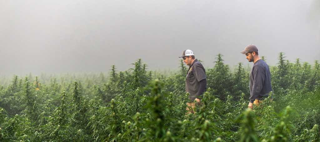 is cbd legal in ny