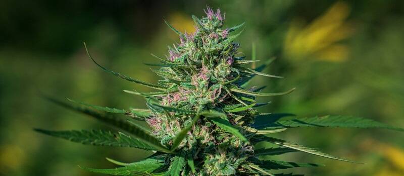 what does cbd stand for