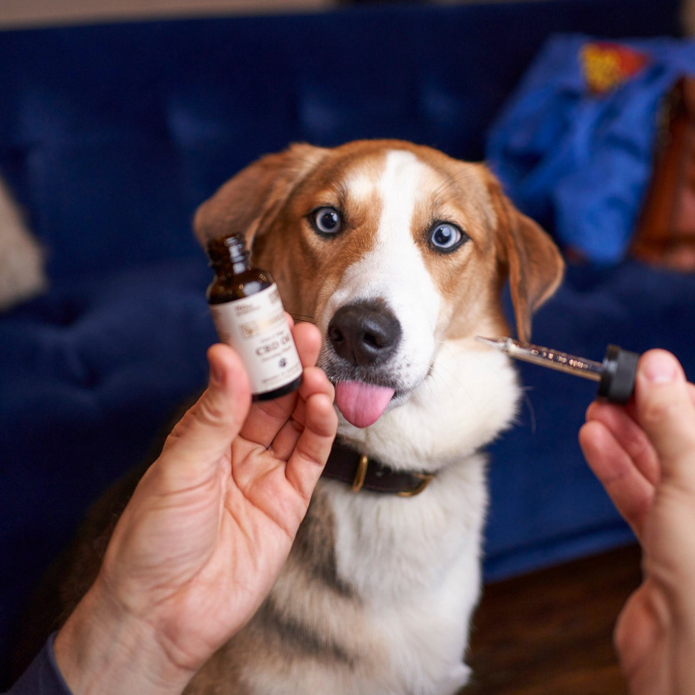 CBD for Pets