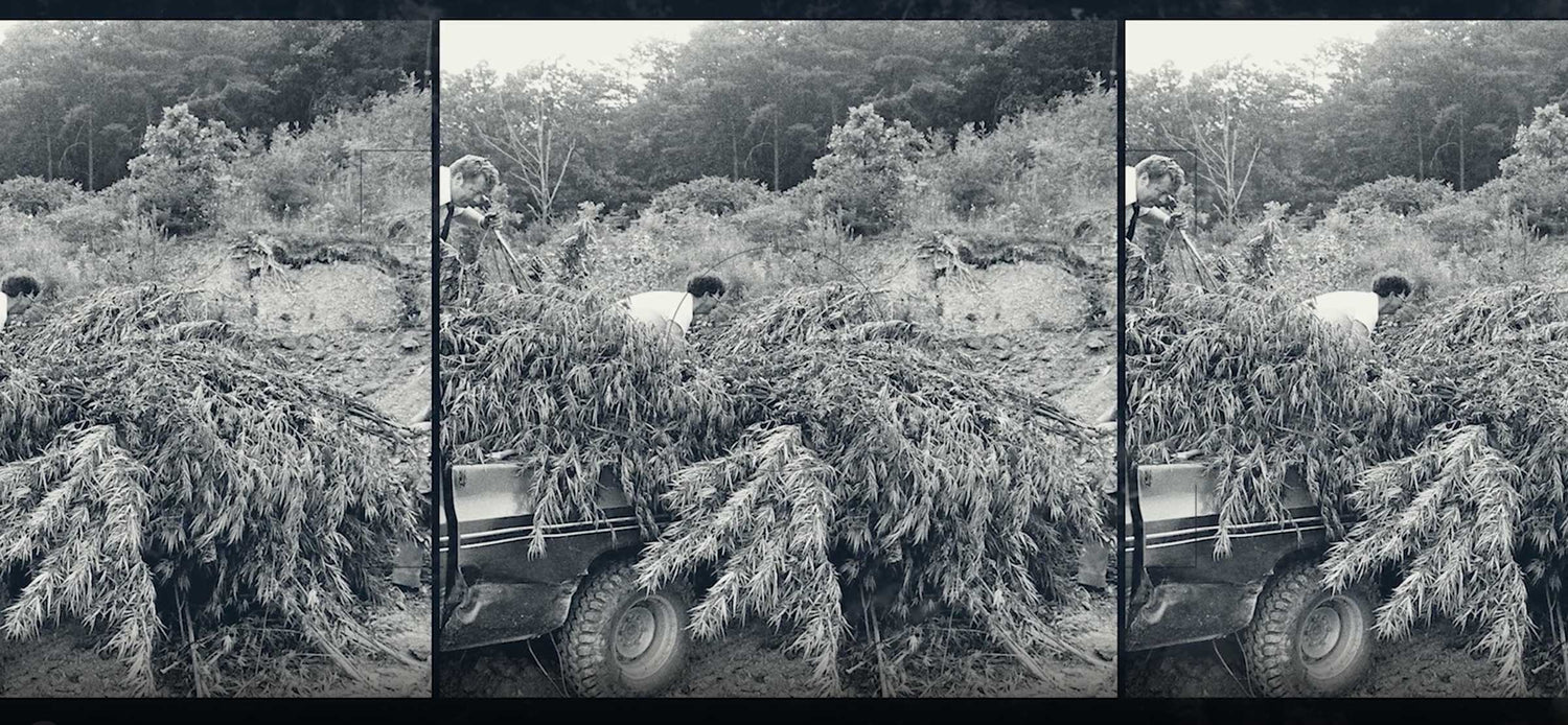 Hemp flower in back of truck