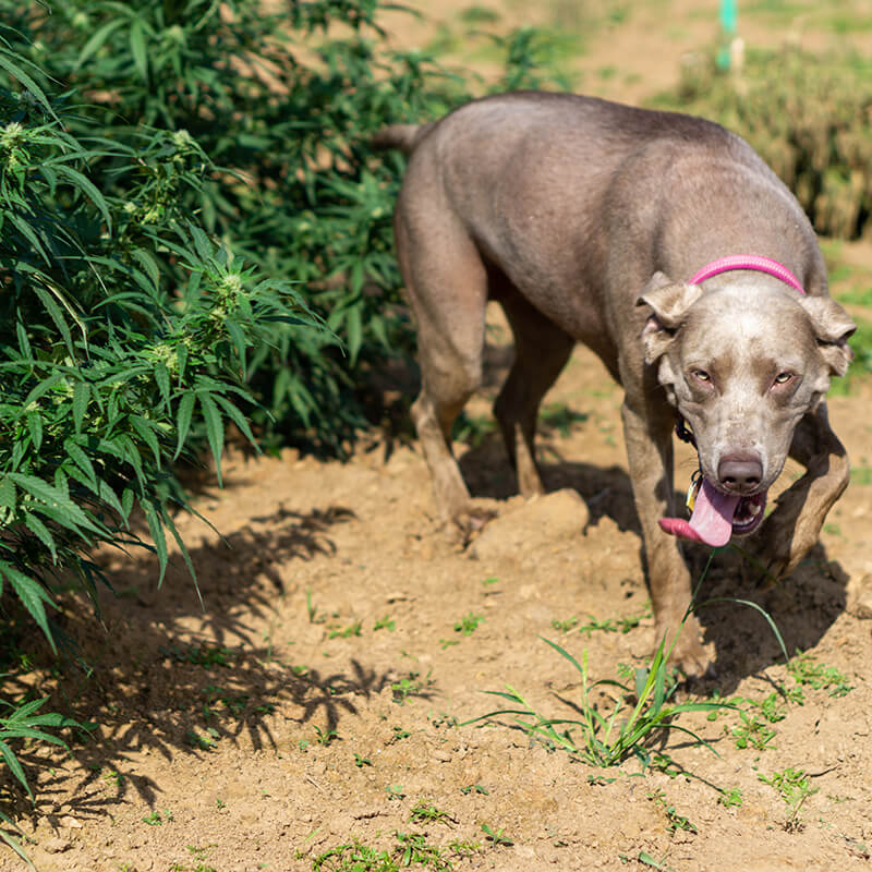 organic cbd oil for dogs
