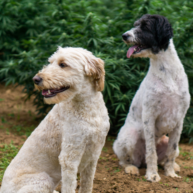 CBD Oil for Dogs Mobility