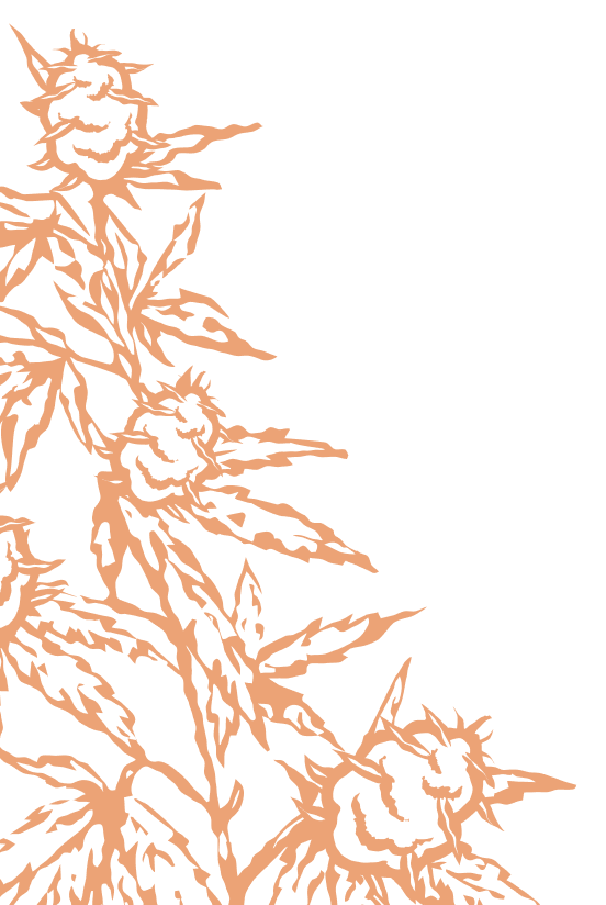 peach plant