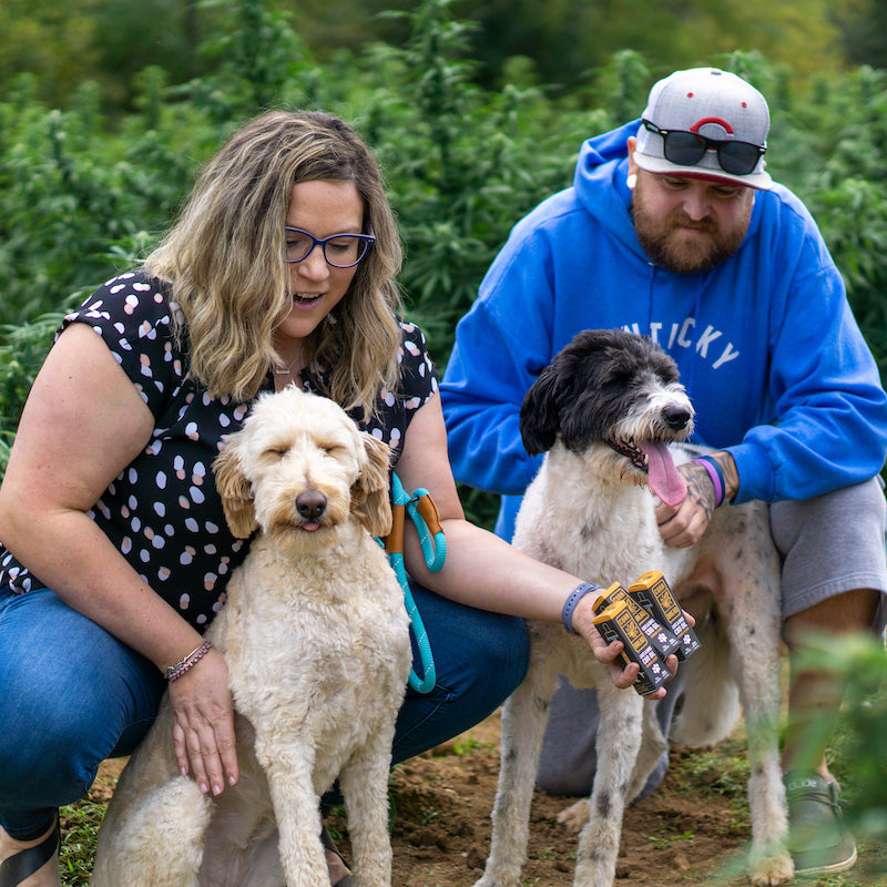 cbd oil for dog anxiety