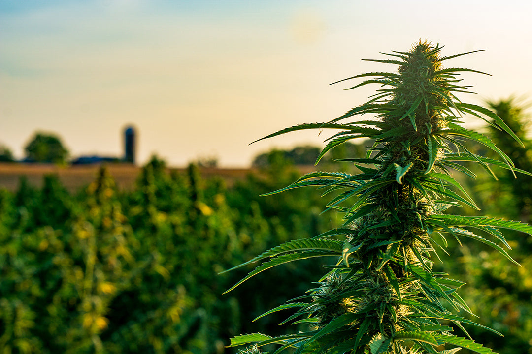 cornbread mafia a homegrown James higdon whose relationship johnny boone cornbread mafia cbd